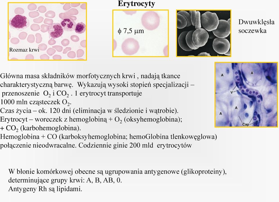 120 dni (eliminacja w śledzionie i wątrobie). Erytrocyt woreczek z hemoglobiną + O 2 (oksyhemoglobina); + CO 2 (karbohemoglobina).