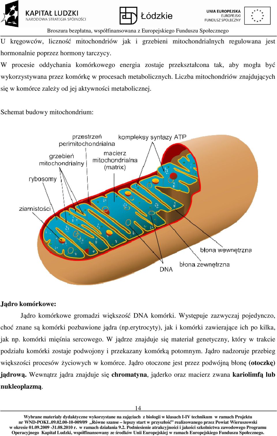 Liczba mitochondriów znajdujących się w komórce zależy od jej aktywności metabolicznej. Schemat budowy mitochondrium: Jądro komórkowe: Jądro komórkowe gromadzi większość DNA komórki.