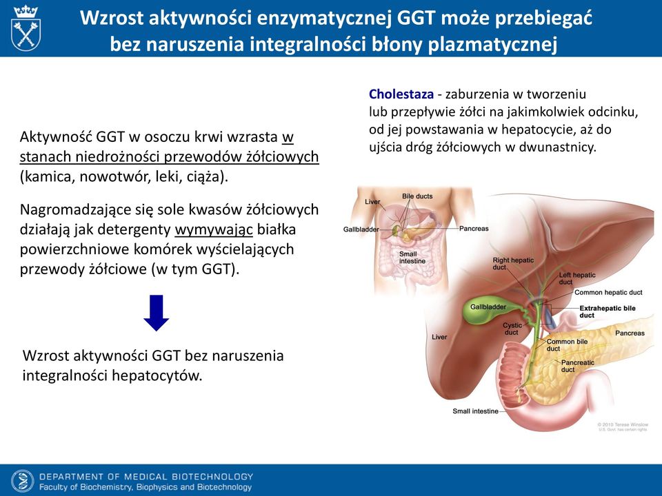 Nagromadzające się sole kwasów żółciowych działają jak detergenty wymywając białka powierzchniowe komórek wyścielających przewody żółciowe (w tym