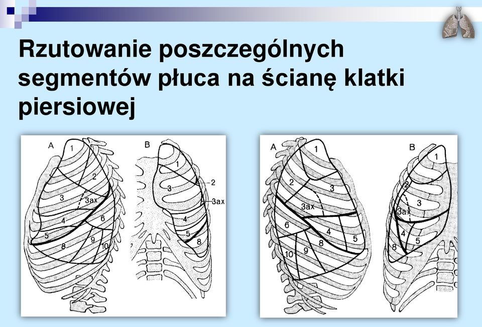 segmentów płuca