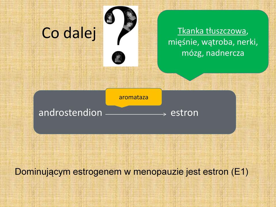 androstendion aromataza estron