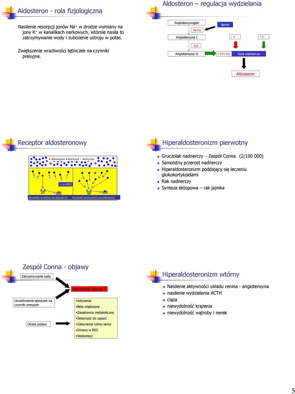 Angiotensyna II CYP11B1 Kora nadnerczy Aldosteron Receptor aldosteronowy Hiperaldosteronizm pierwotny aldosteron kortyzol kortyzon 11-β-HSD2 Gruczolak nadnerczy Zespół Conna (2/100 000) Samoistny