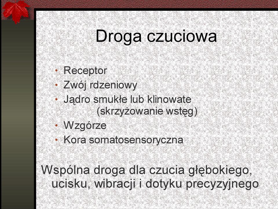 Wzgórze Kora somatosensoryczna Wspólna droga dla