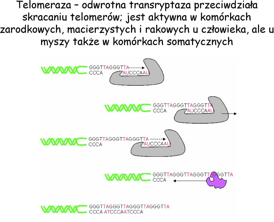 zarodkowych, macierzystych i rakowych u