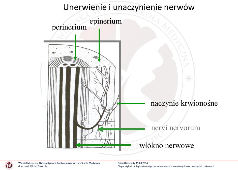 epinerium naczynie