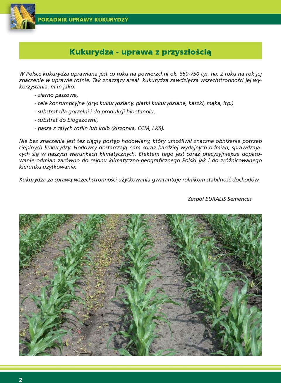 ) - substrat dla gorzelni i do produkcji bioetanolu, - substrat do biogazowni, - pasza z całych roślin lub kolb (kiszonka, CCM, LKS).