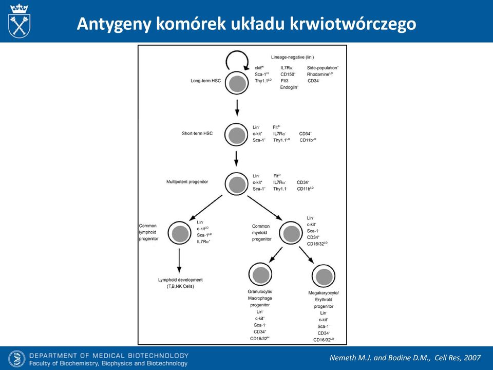 krwiotwórczego