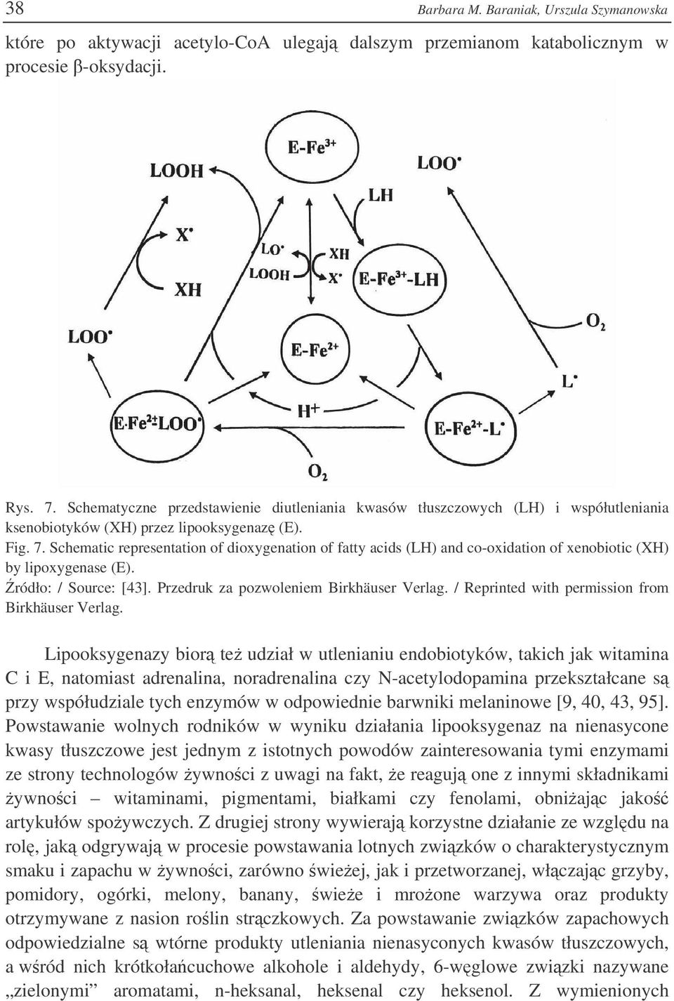 Schematic representation of dioxygenation of fatty acids (LH) and co-oxidation of xenobiotic (XH) by lipoxygenase (E). ródło: / Source: [43]. Przedruk za pozwoleniem Birkhäuser Verlag.