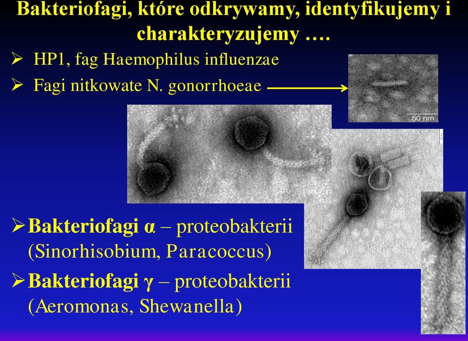 HP1, fag Haemophilus influenzae Fagi nitkowate N.