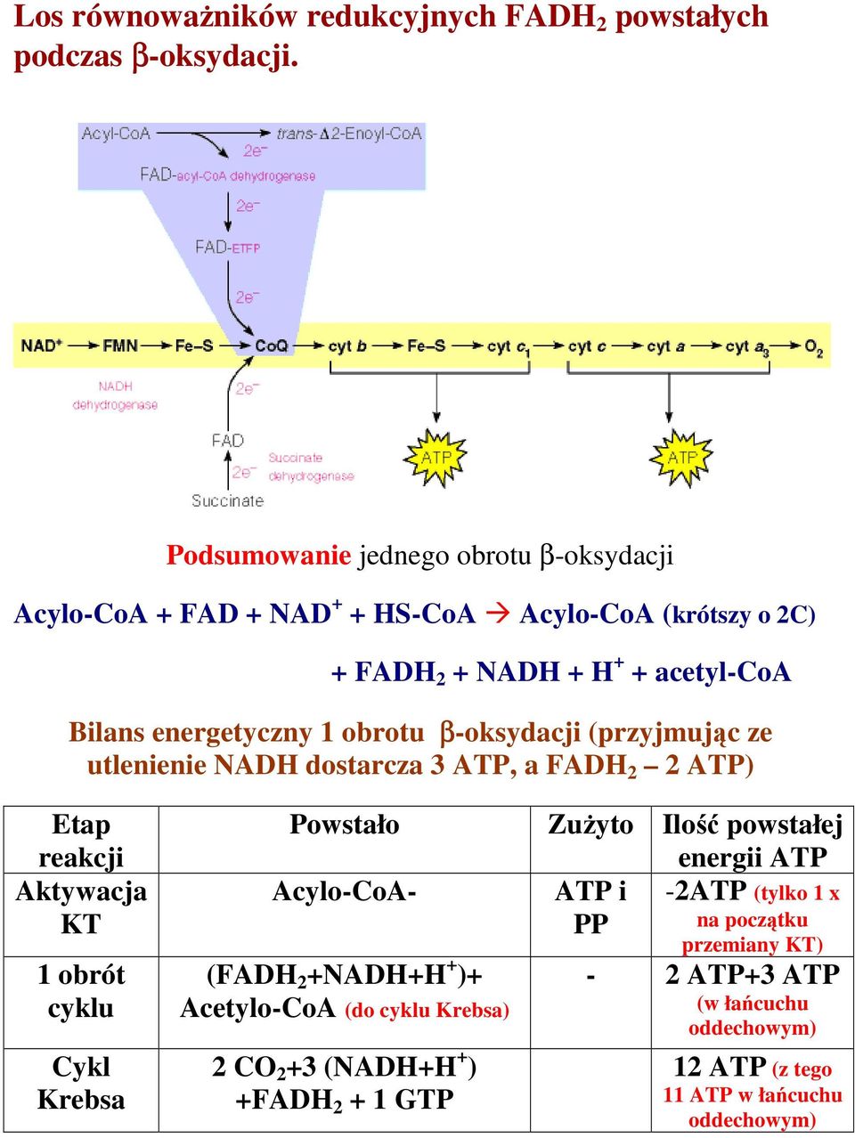 obrotu β-oksydacji (przyjmując ze utlenienie NADH dostarcza 3 ATP, a FADH 2 2 ATP) Etap reakcji Aktywacja KT 1 obrót cyklu Cykl Krebsa Powstało Acylo-CoA-