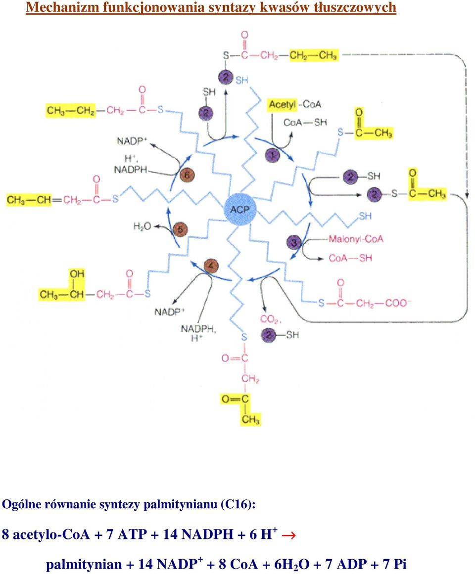 palmitynianu (C16): 8 acetylo-coa + 7 ATP + 14