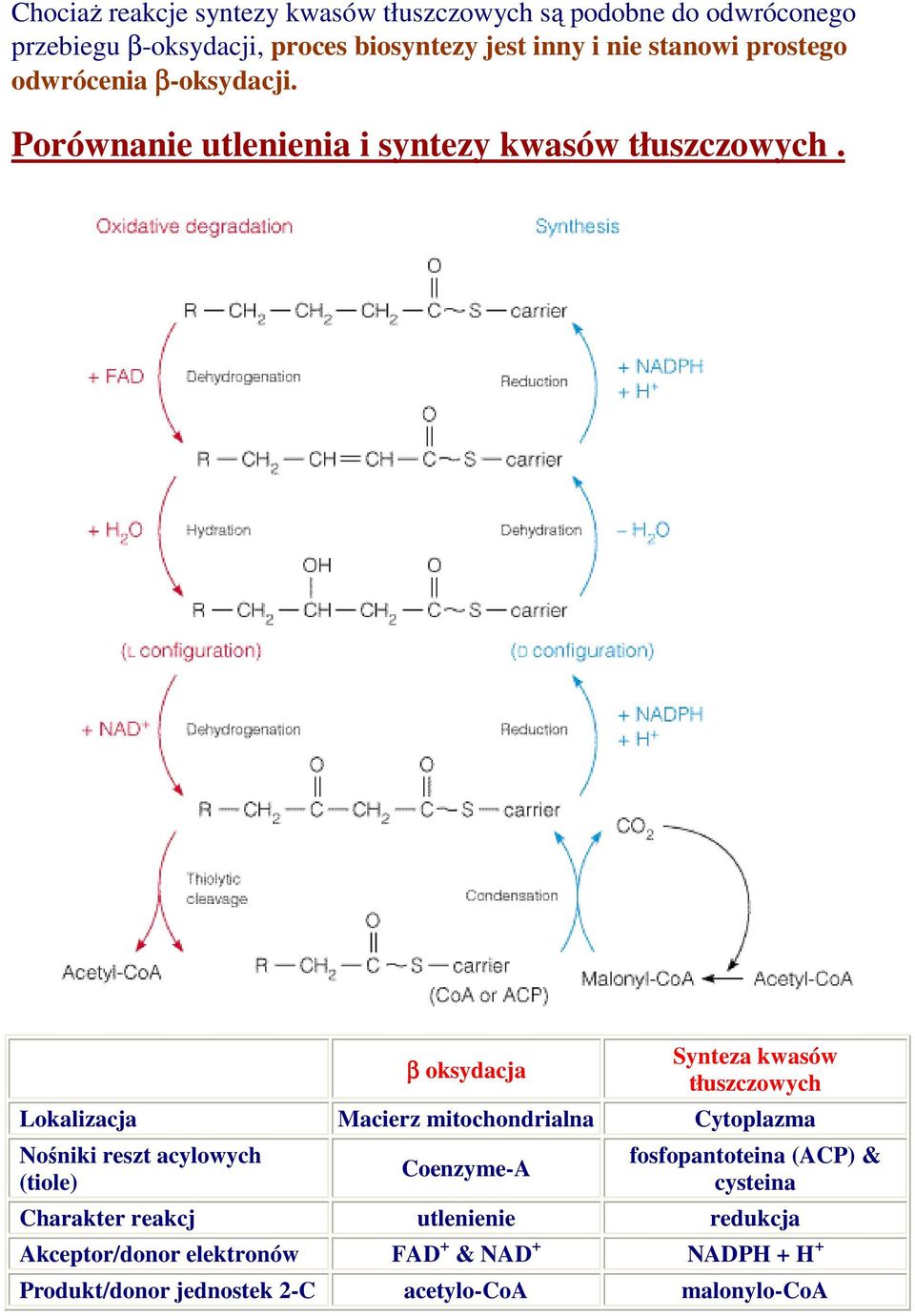 β oksydacja Synteza kwasów tłuszczowych Lokalizacja Macierz mitochondrialna Cytoplazma Nośniki reszt acylowych (tiole) Coenzyme-A