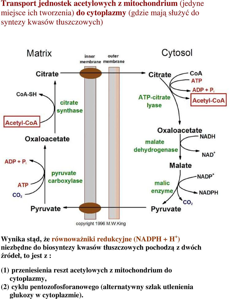 biosyntezy kwasów tłuszczowych pochodzą z dwóch źródeł, to jest z : (1) przeniesienia reszt acetylowych z
