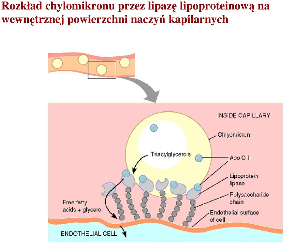 lipoproteinową na