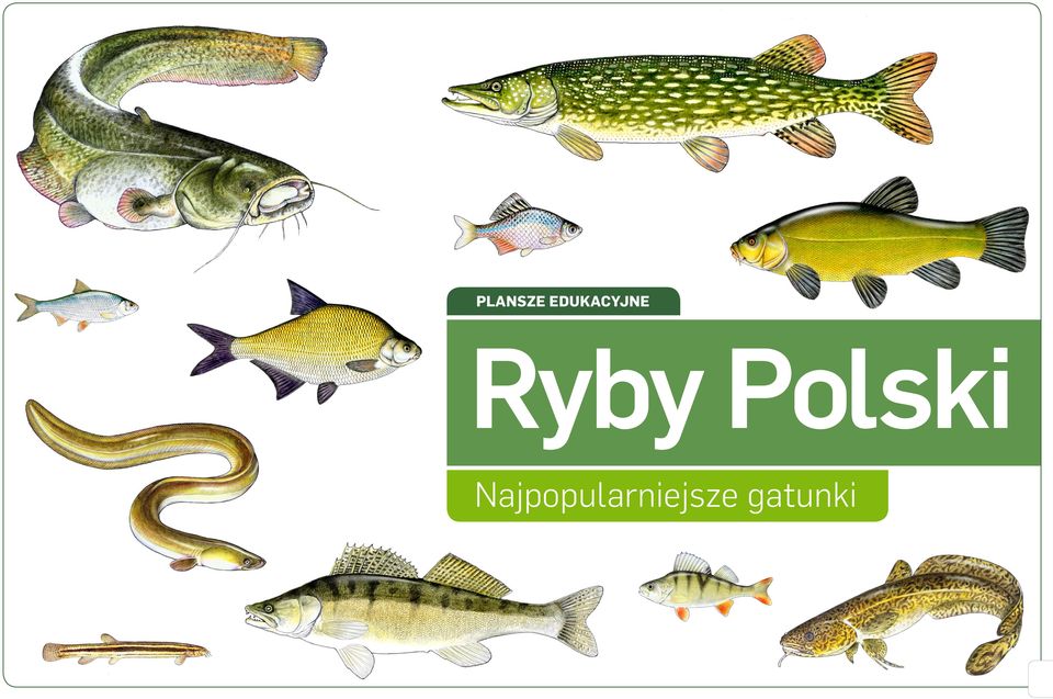 Ryby Polski