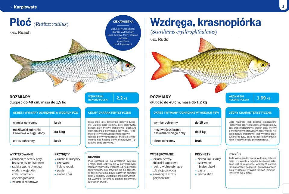 Grzbiet ciała ciemny, boki srebrzyste, brzuch biały. Płetwy grzbietowa i ogonowa ciemnoszare z domieszką czerwieni. Pozostałe płetwy czerwonopomarańczowe.