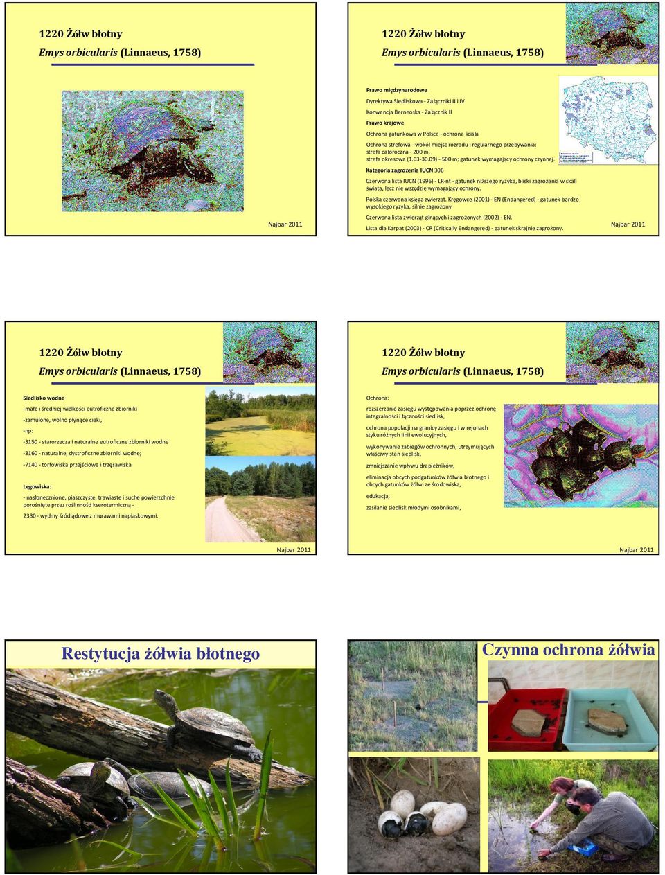 306 Czerwona lista IUCN (1996) -LR-nt-gatunek niższego ryzyka, bliski zagrożenia w skali świata, lecz nie wszędzie wymagający ochrony. Polska czerwona księga zwierząt.