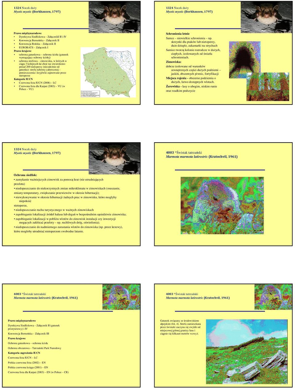 (niezależnie od gatunku): strefa ochrony całorocznej pomieszczenia i kryjówki zajmowane przez nietoperze Kategorie IUCN Czerwona lista IUCN (2008) LC Czerwona lista dla Karpat (2003) VU (w Polsce VU)