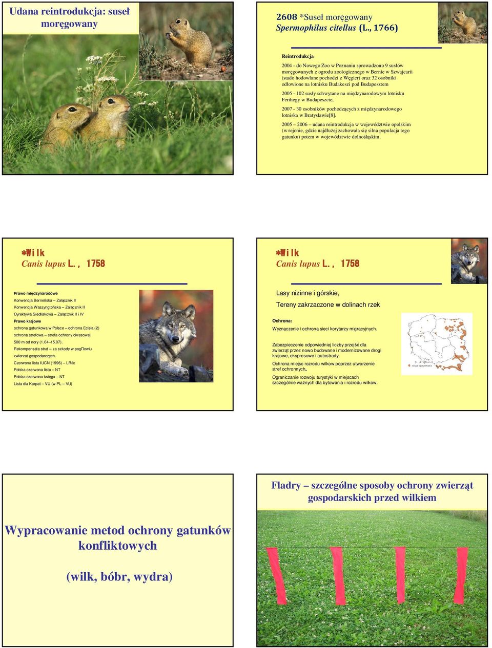 lotnisku Budakeszi pod Budapesztem 2005-102 susły schwytane na międzynarodowym lotnisku Ferihegy w Budapeszcie, 2007-30 osobników pochodzących z międzynarodowego lotniska w Bratysławie[8].