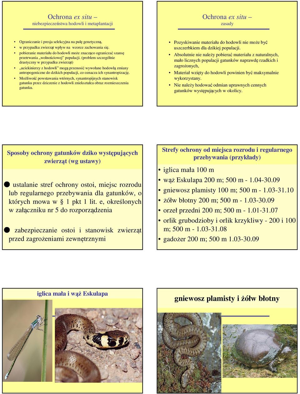 (problem szczególnie drastyczny w przypadku zwierząt) uciekinierzy z hodowli mogą przenosić wywołane hodowlą zmiany antropogeniczne do dzikich populacji, co oznacza ich synantropizację.
