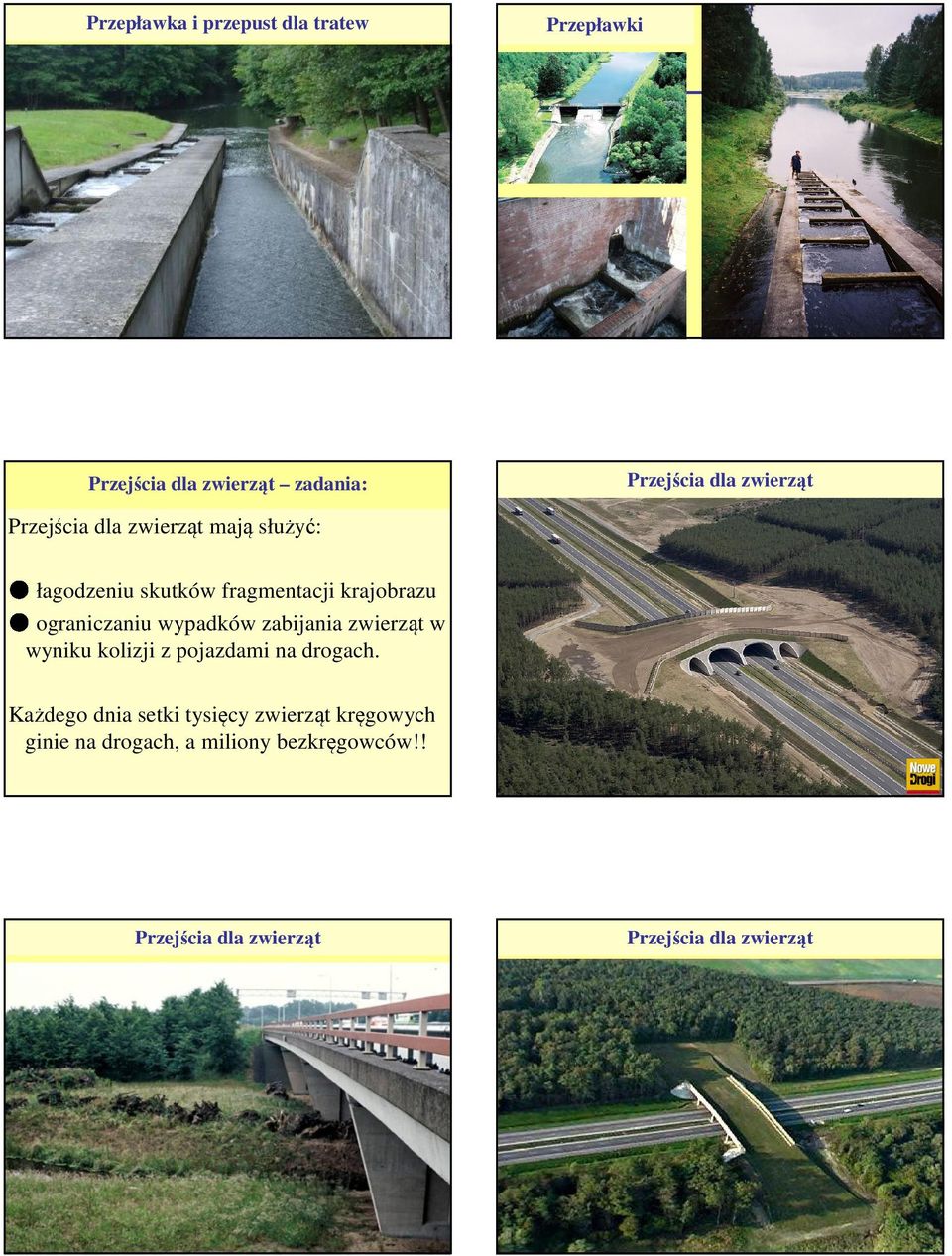 wypadków zabijania zwierząt w wyniku kolizji z pojazdami na drogach.