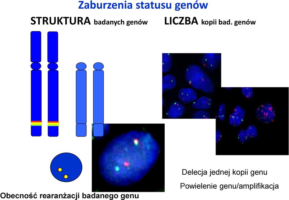 genów Delecja jednej kopii genu Obecność