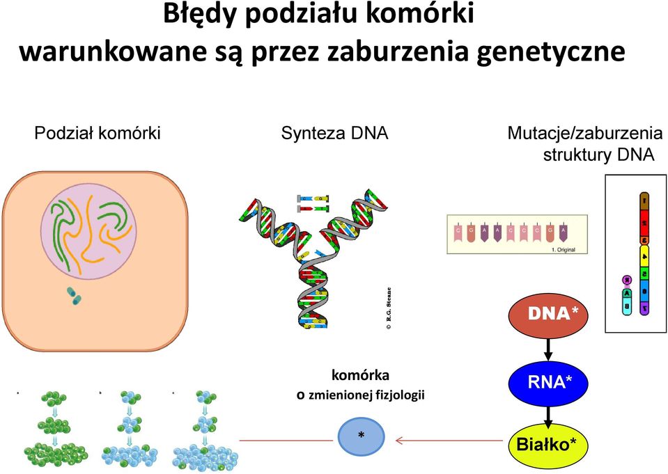 Synteza DNA Mutacje/zaburzenia struktury DNA