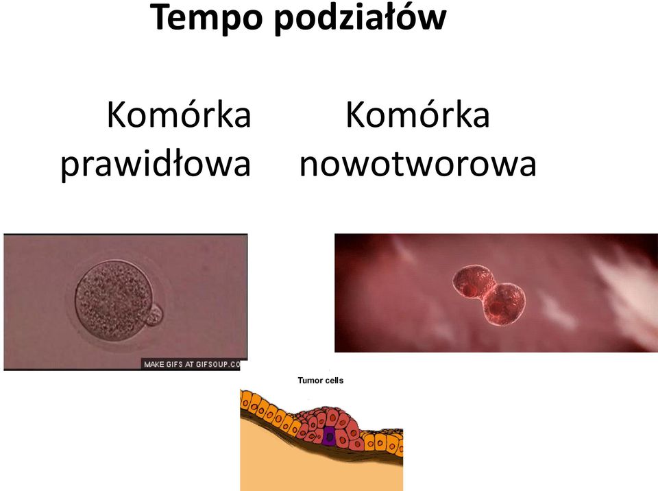 Komórka