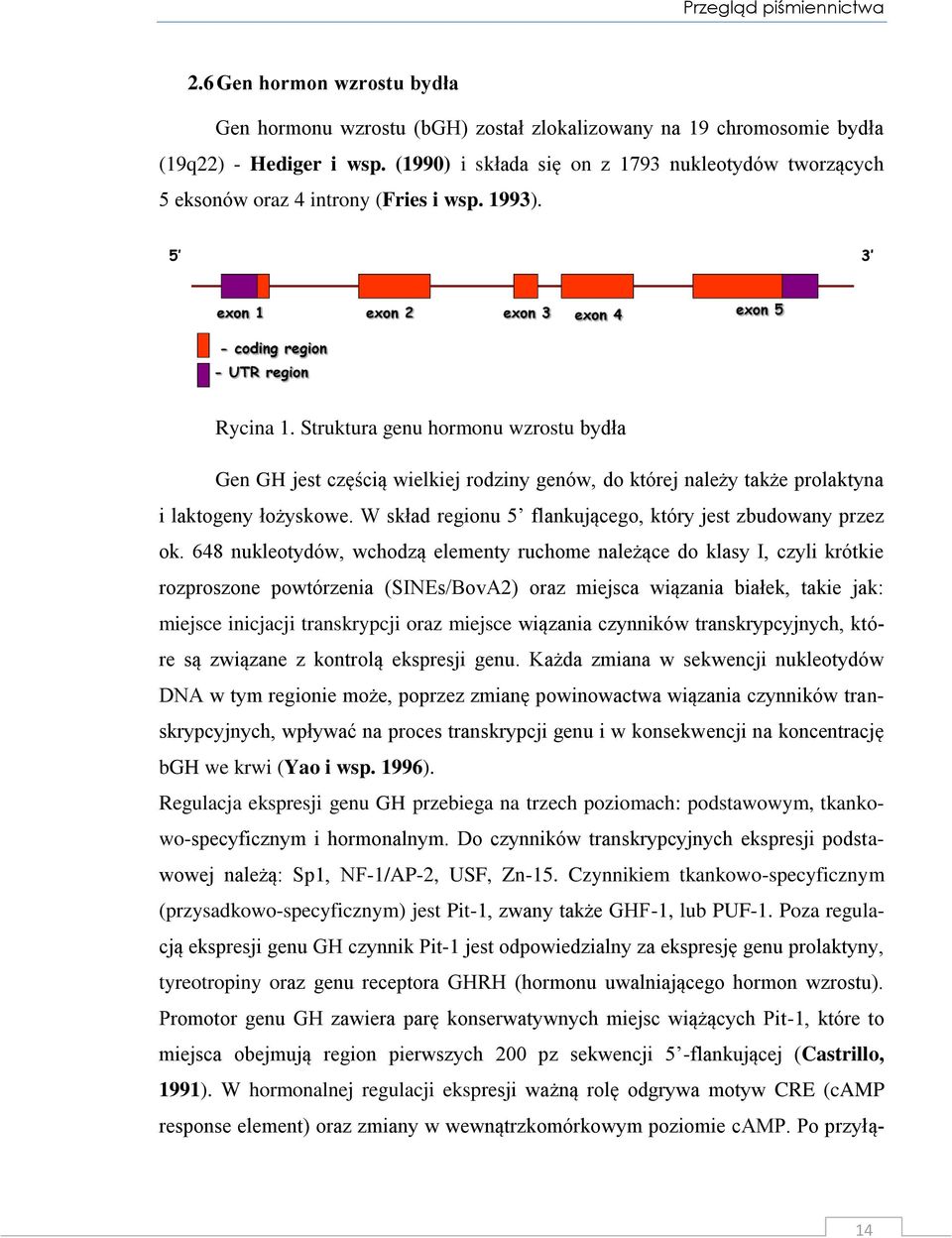 Struktura genu hormonu wzrostu bydła Gen GH jest częścią wielkiej rodziny genów, do której należy także prolaktyna i laktogeny łożyskowe. W skład regionu 5 flankującego, który jest zbudowany przez ok.