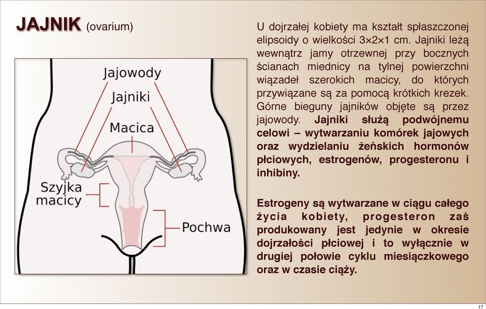 krezek. Górne bieguny jajników objęte są przez jajowody.