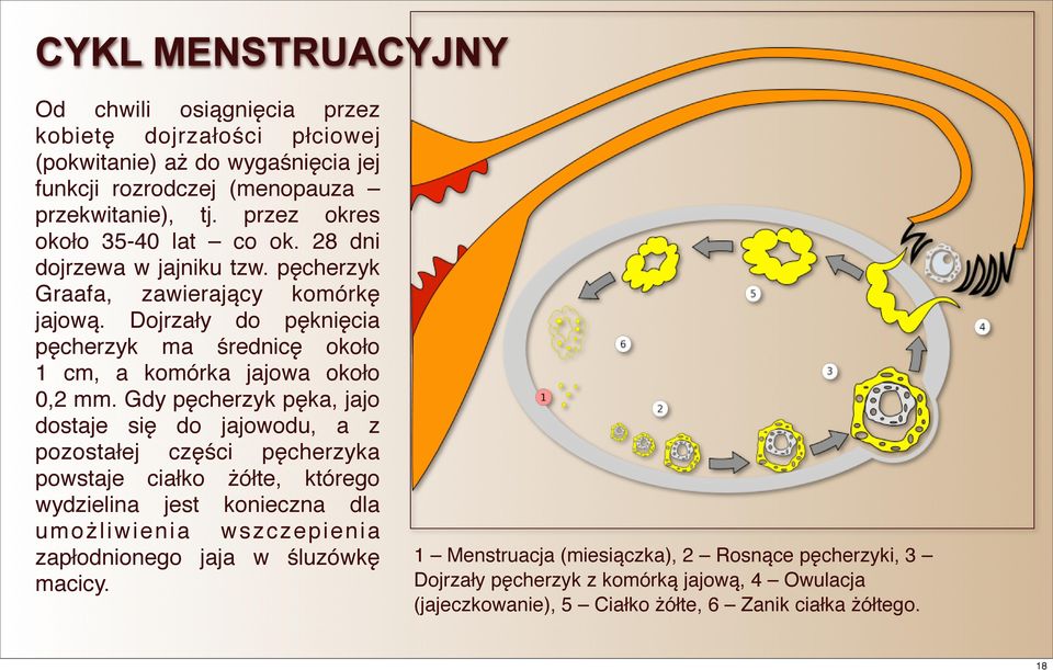 Dojrzały do pęknięcia pęcherzyk ma średnicę około 1 cm, a komórka jajowa około 0,2 mm.