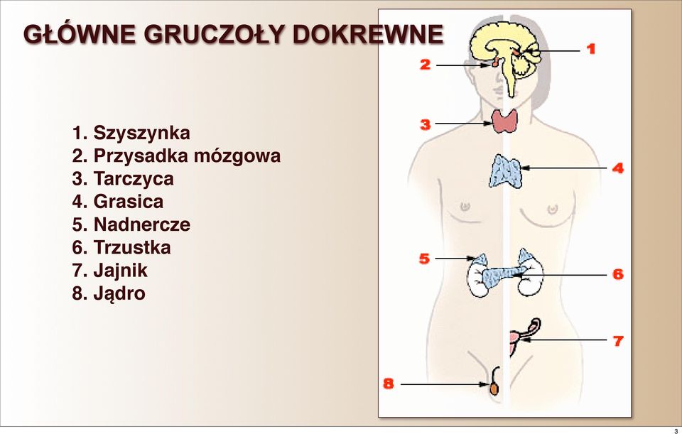 Przysadka mózgowa 3. Tarczyca 4.