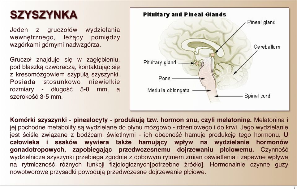 Komórki szyszynki - pinealocyty - produkują tzw. hormon snu, czyli melatoninę. Melatonina i jej pochodne metabolity są wydzielane do płynu mózgowo - rdzeniowego i do krwi.