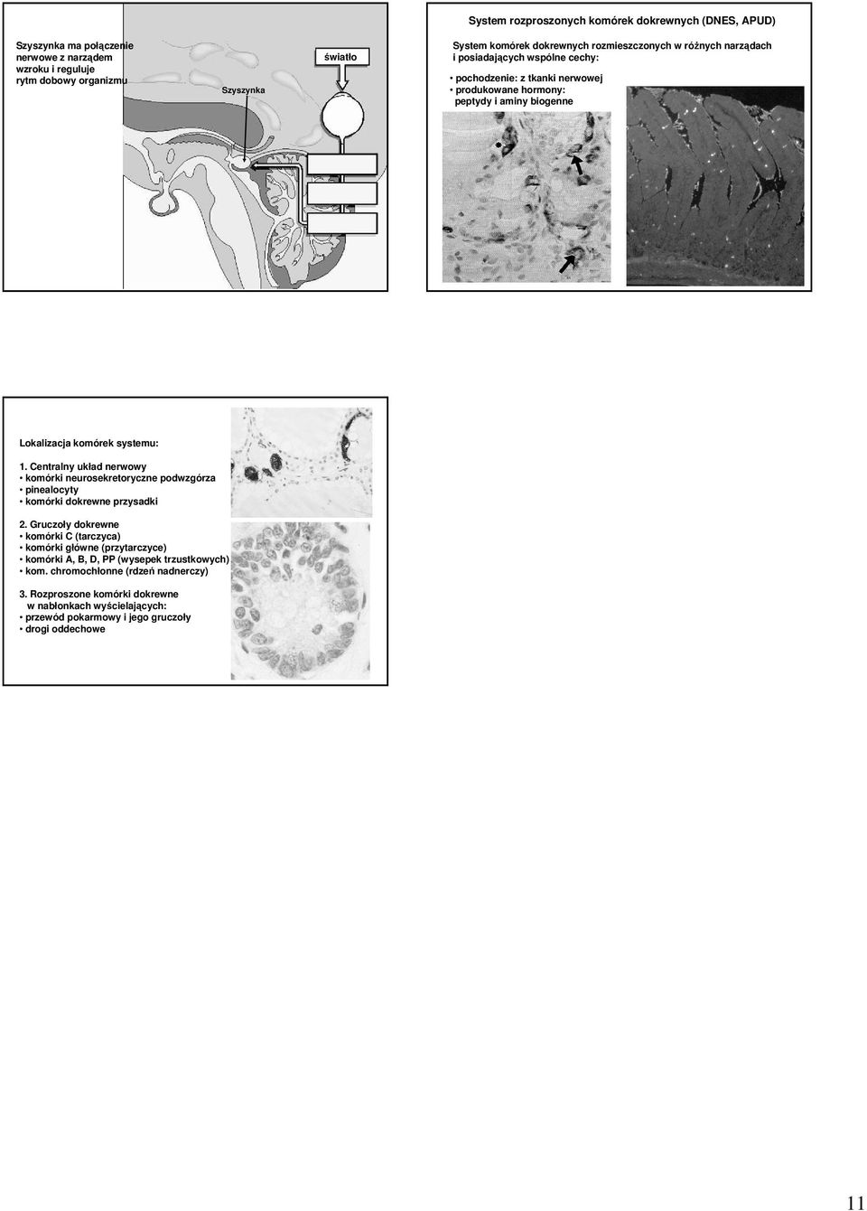 Centralny układ nerwowy komórki neurosekretoryczne podwzgórza pinealocyty komórki dokrewne przysadki 2.