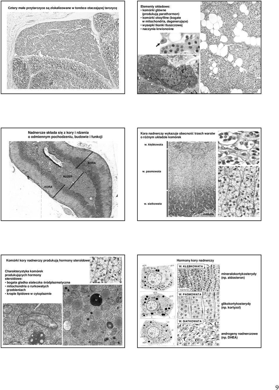 kłębkowata KORA w. pasmowata RDZEŃ KORA w. siatkowata medulla Komórki kory nadnerczy produkują hormony steroidowe Hormony kory nadnerczy W.