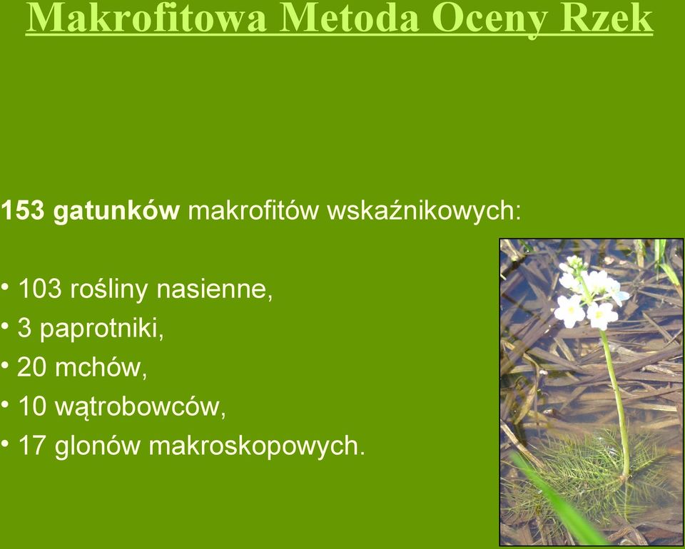 rośliny nasienne, 3 paprotniki, 20