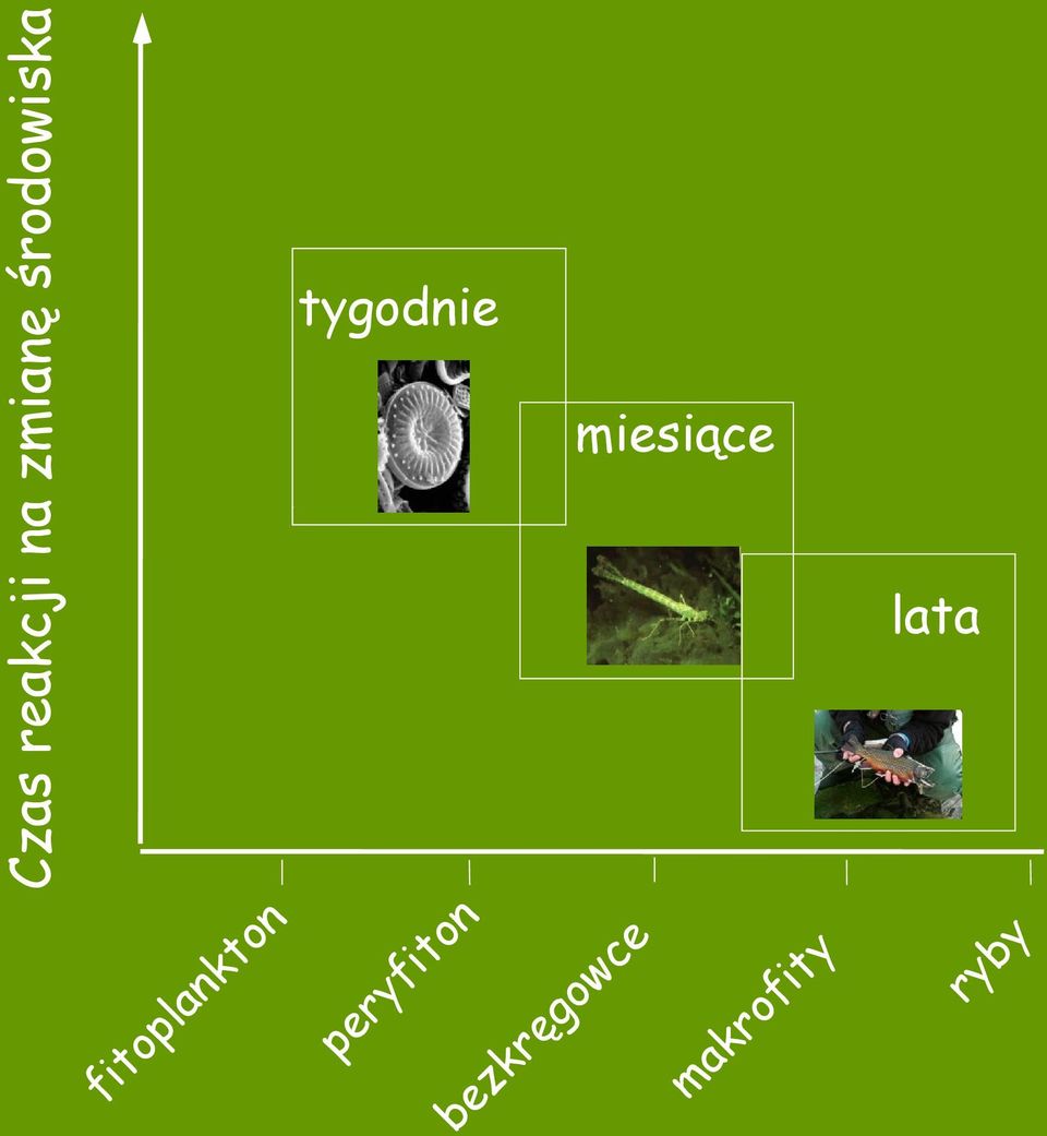 r fi to Czas reakcji na zmianę