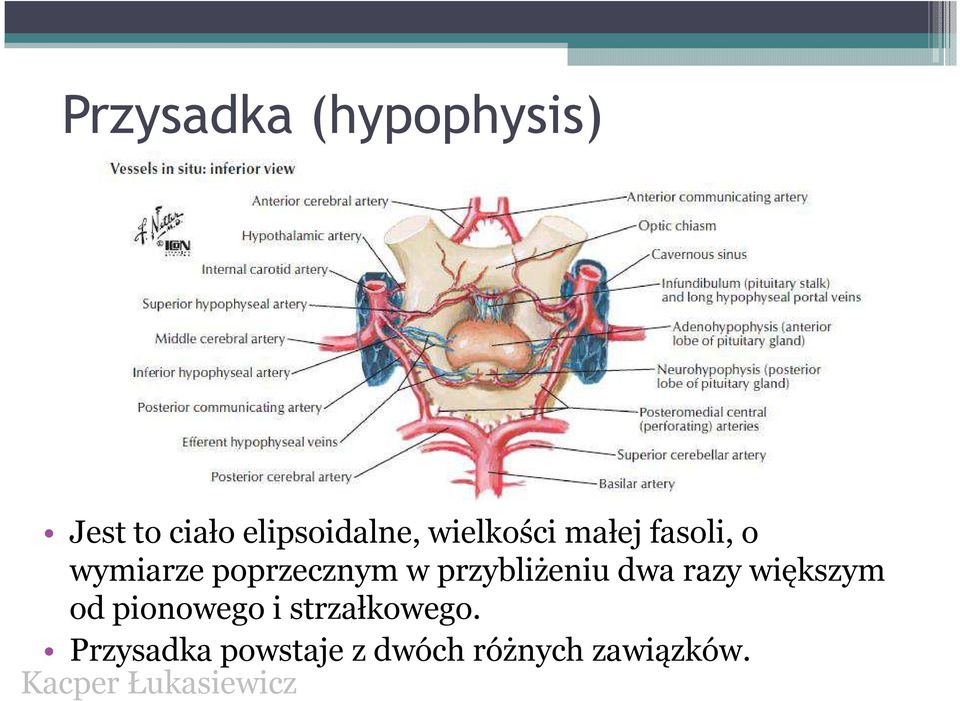 przybliżeniu dwa razy większym od pionowego i