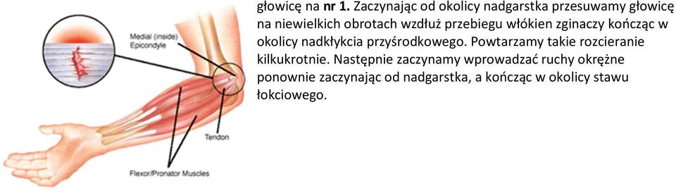 przebiegu włókien zginaczy kończąc w okolicy nadkłykcia przyśrodkowego.