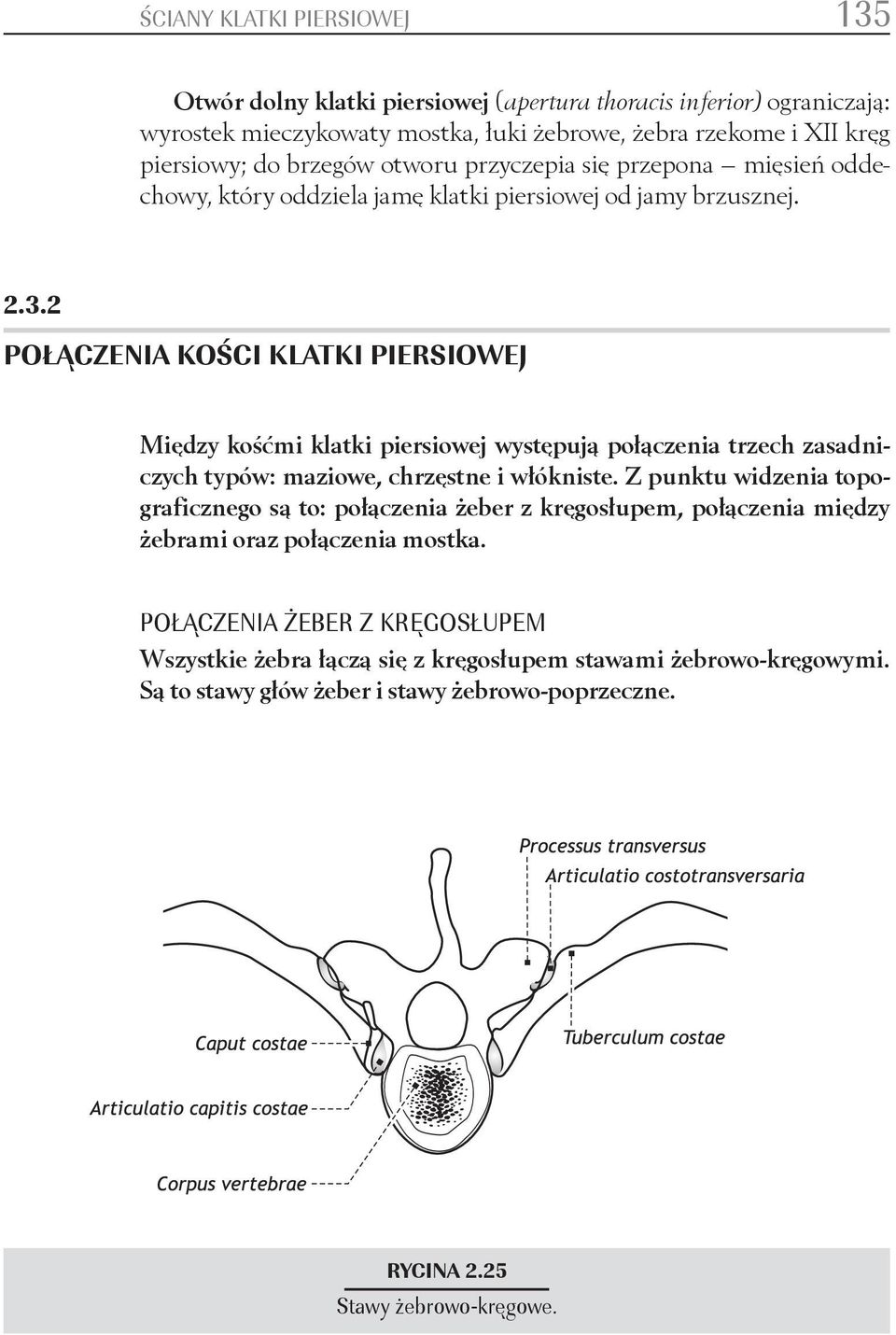 2 POŁĄCZENIA KOŚCI KLATKI PIERSIOWEJ Między kośćmi klatki piersiowej występują połączenia trzech zasadniczych typów: maziowe, chrzęstne i włókniste.