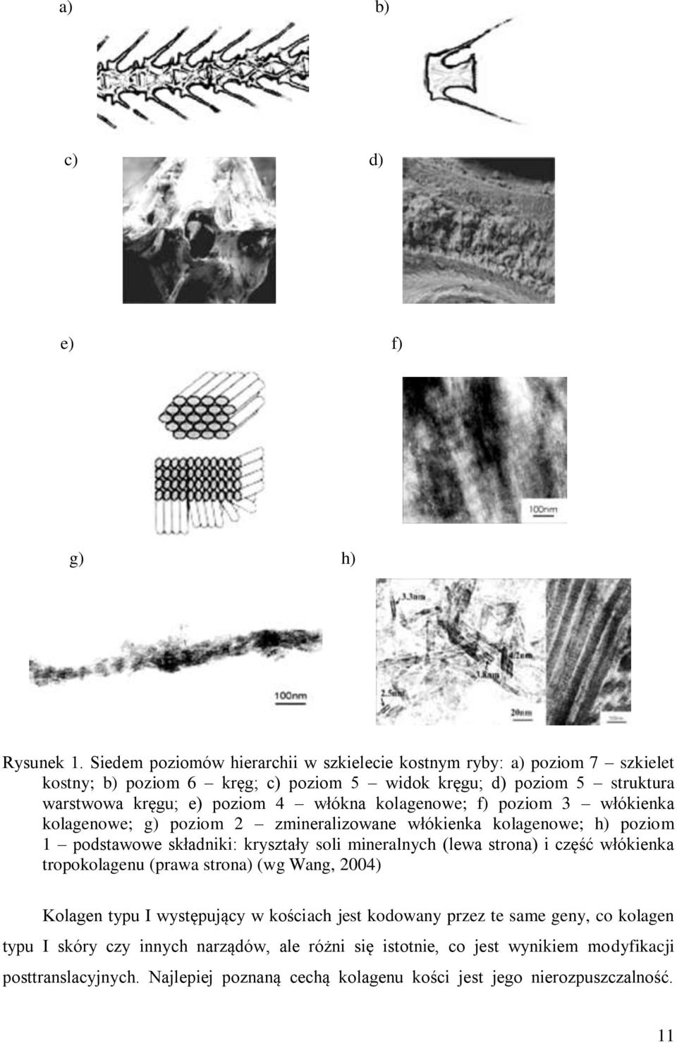 włókna kolagenowe; f) poziom 3 włókienka kolagenowe; g) poziom 2 zmineralizowane włókienka kolagenowe; h) poziom 1 podstawowe składniki: kryształy soli mineralnych (lewa strona)