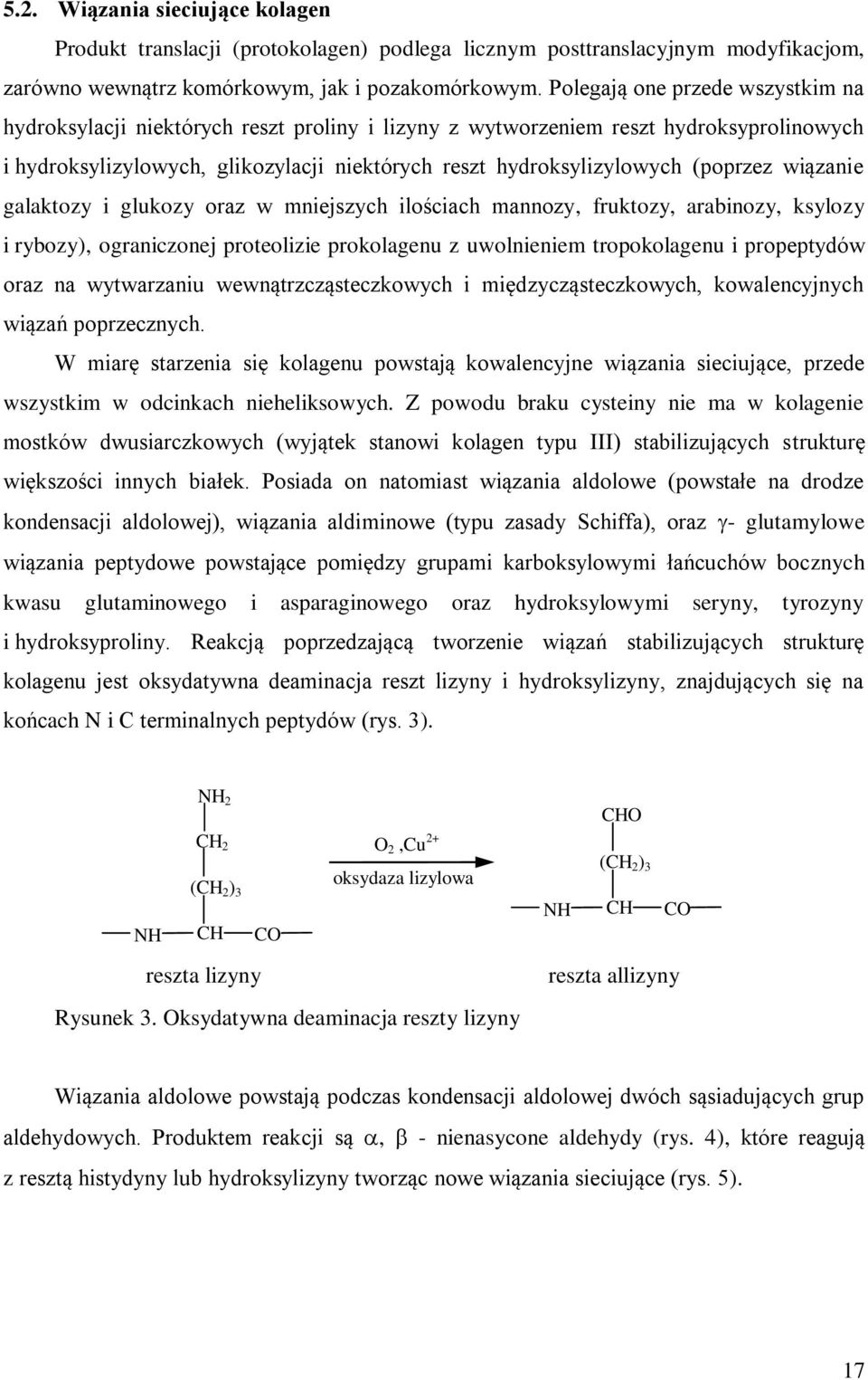 (poprzez wiązanie galaktozy i glukozy oraz w mniejszych ilościach mannozy, fruktozy, arabinozy, ksylozy i rybozy), ograniczonej proteolizie prokolagenu z uwolnieniem tropokolagenu i propeptydów oraz