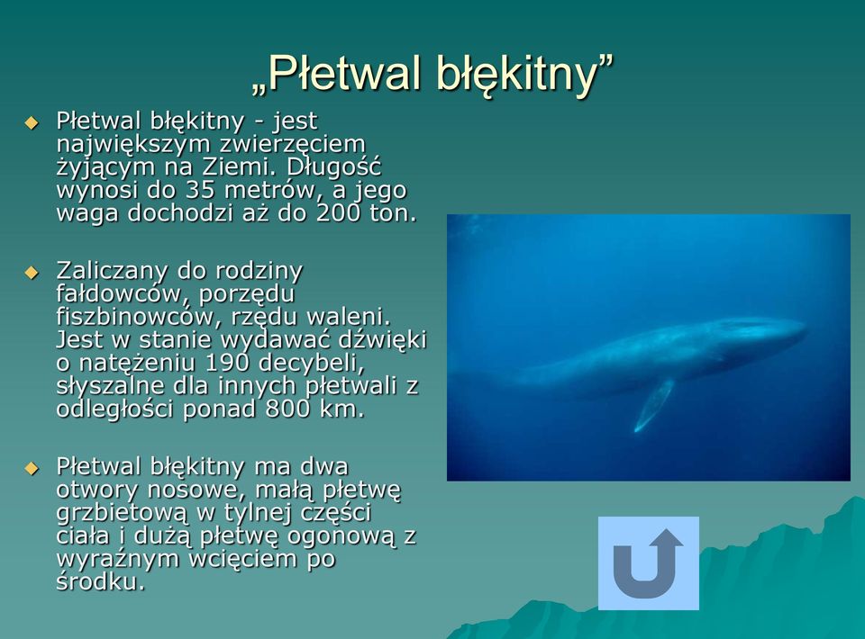 Zaliczany do rodziny fałdowców, porzędu fiszbinowców, rzędu waleni.