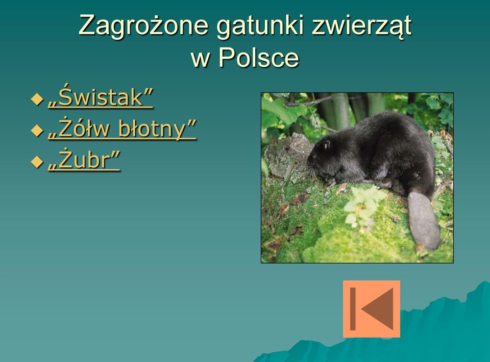 zwierząt w
