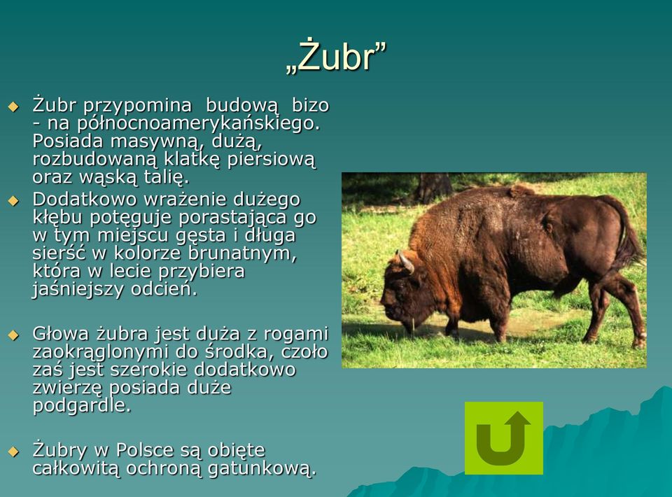 Dodatkowo wrażenie dużego kłębu potęguje porastająca go w tym miejscu gęsta i długa sierść w kolorze brunatnym,