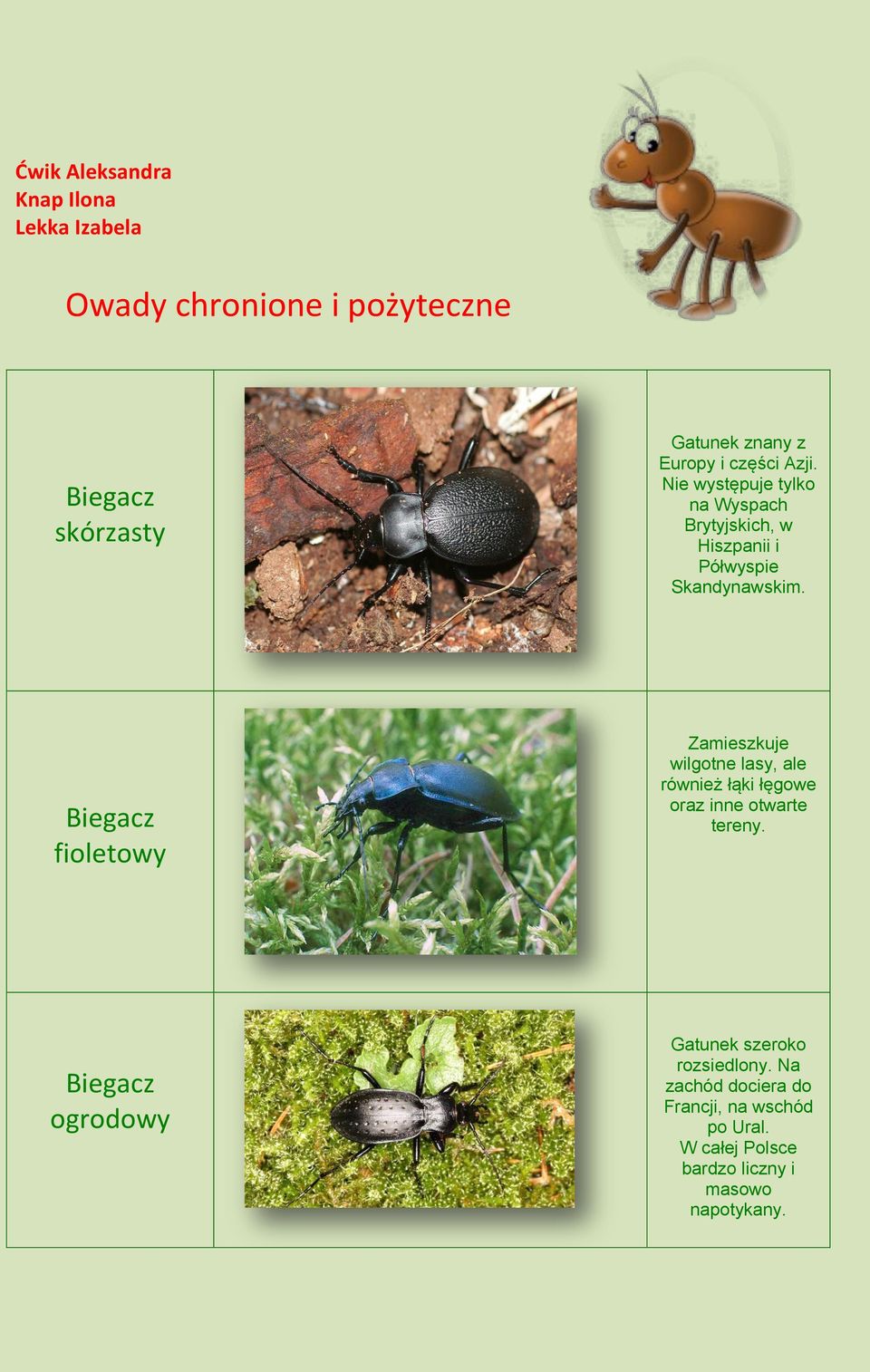 Biegacz fioletowy Zamieszkuje wilgotne lasy, ale również łąki łęgowe oraz inne otwarte tereny.