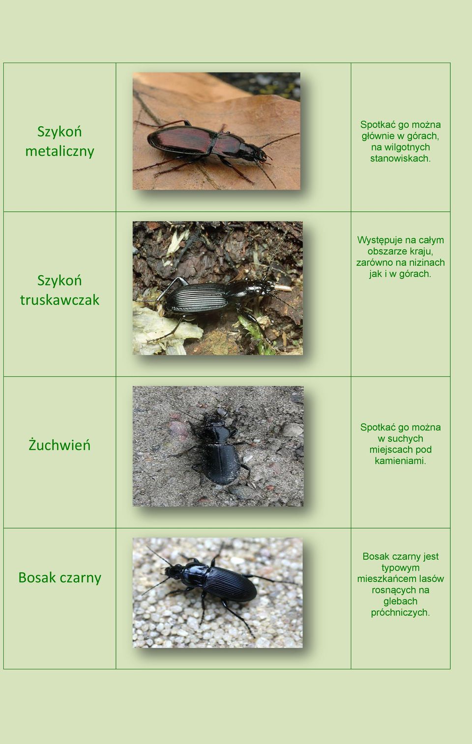 w górach. Żuchwieo Spotkać go można w suchych miejscach pod kamieniami.