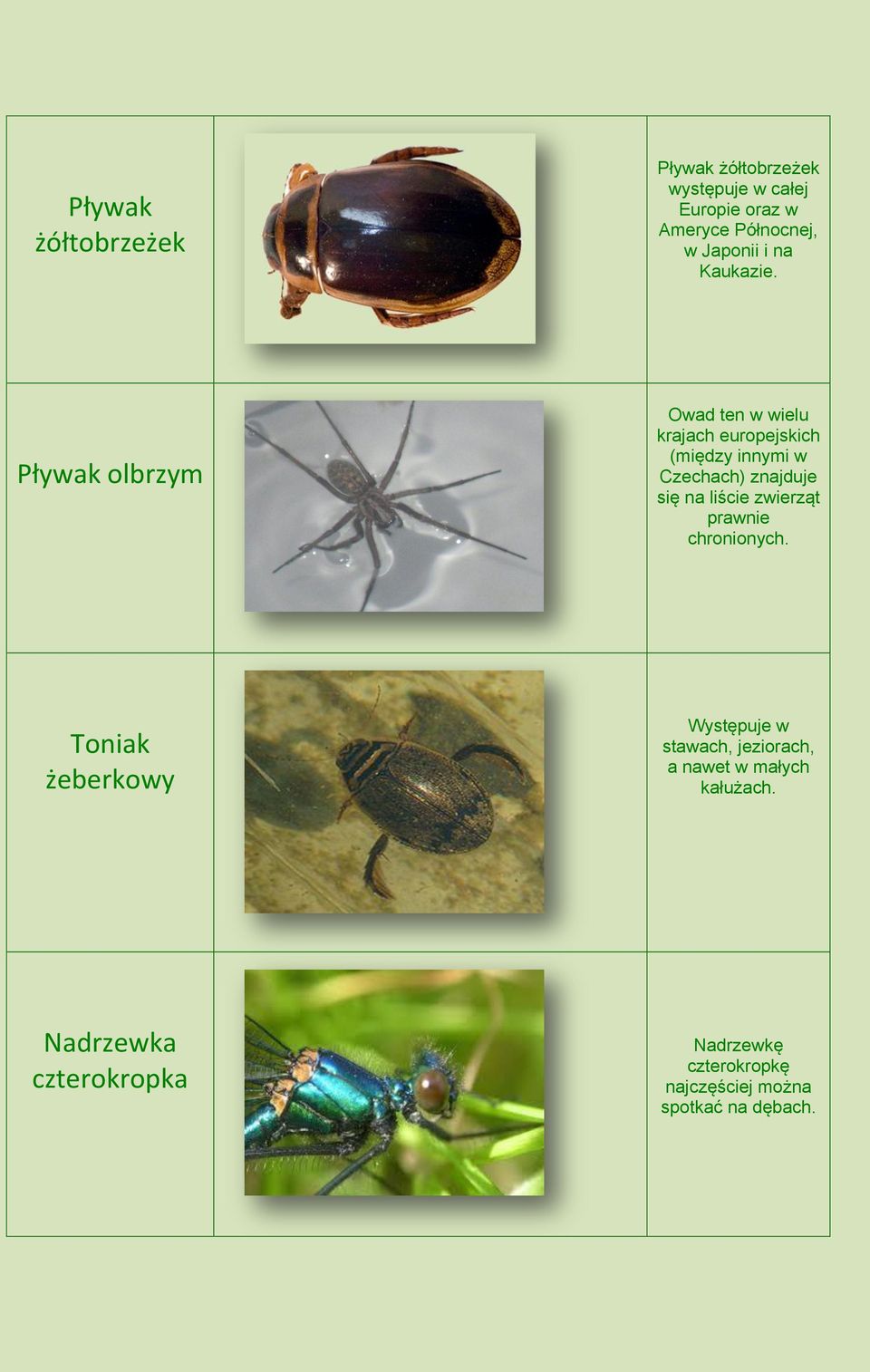 Pływak olbrzym Owad ten w wielu krajach europejskich (między innymi w Czechach) znajduje się na