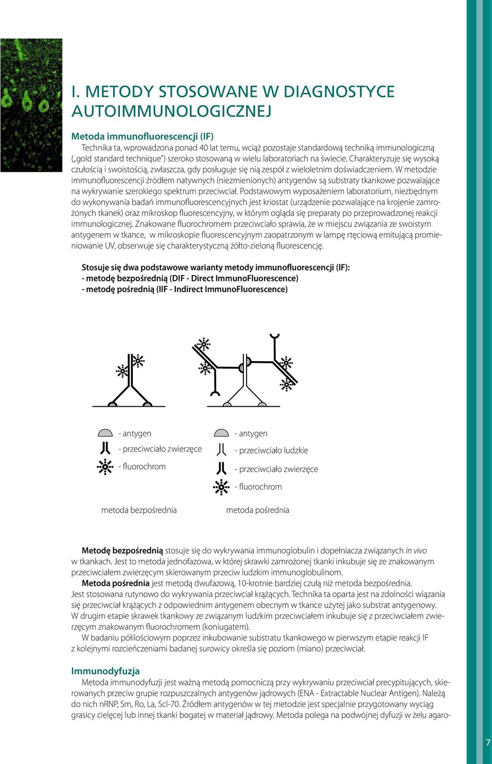 W metodzie immunofluorescencji źródłem natywnych (niezmienionych) antygenów są substraty tkankowe pozwalające na wykrywanie szerokiego spektrum przeciwciał.