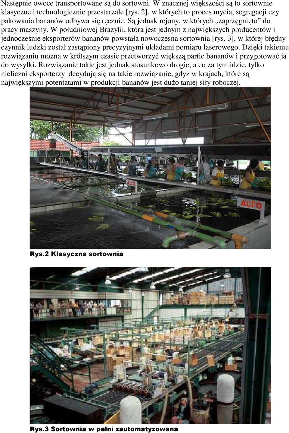 W południowej Brazylii, która jest jednym z największych producentów i jednocześnie eksporterów bananów powstała nowoczesna sortownia [rys.